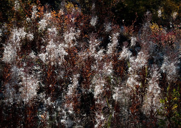Fireweed 5592.jpg - Copyright 2009 DonJacobson